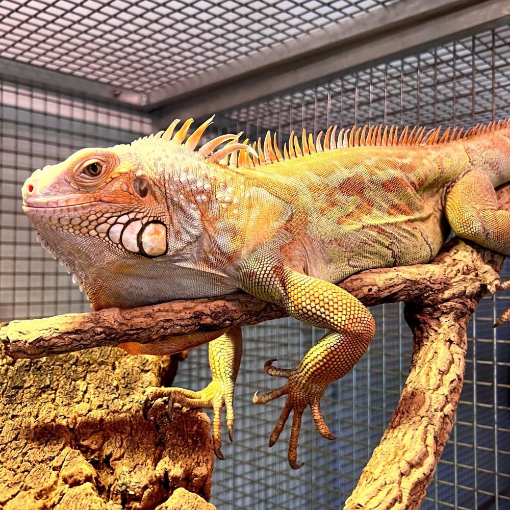 Iguana iguana - Femelle nommée Tina - Iguane vert