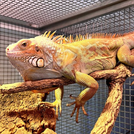 Iguana iguana - Femelle nommée Tina - Iguane vert