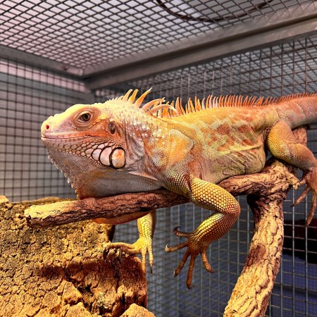 Iguana iguana - Femelle nommée Tina - Iguane vert