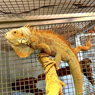 Iguana iguana - Femelle nommée Tina - Iguane vert