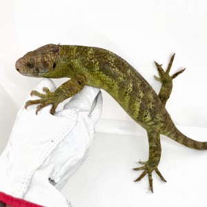 Corucia zebrata zebrata...