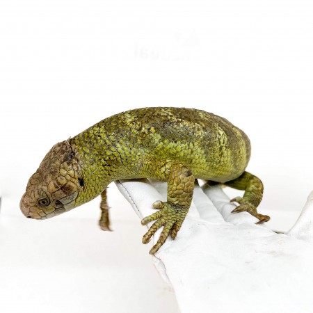Corucia zebrata zebrata COUPLE N°1 - Scinque à queue préhensile des îles Salomon