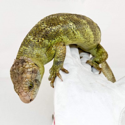 Corucia zebrata zebrata COUPLE N°1 - Scinque à queue préhensile des îles Salomon