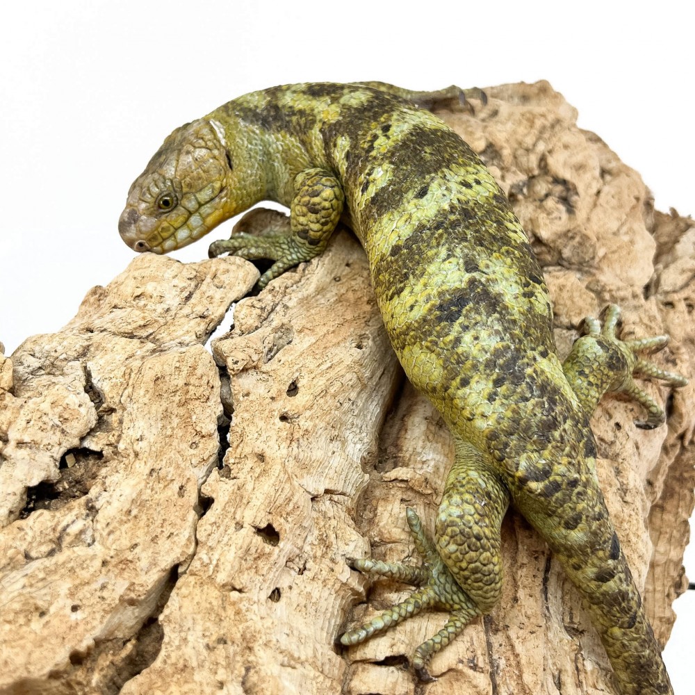 Corucia zebrata zebrata COUPLE N°1 - Scinque à queue préhensile des îles Salomon