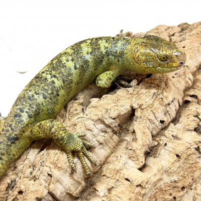 Corucia zebrata zebrata COUPLE N°2 - Scinque à queue préhensile des îles Salomon