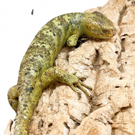 Corucia zebrata zebrata COUPLE N°2 - Scinque à queue préhensile des îles Salomon