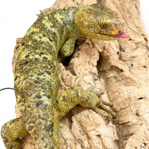 Corucia zebrata zebrata...