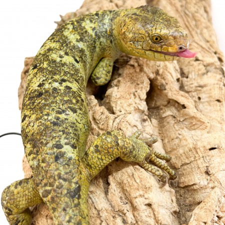 Corucia zebrata zebrata COUPLE N°2 - Scinque à queue préhensile des îles Salomon
