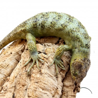 Corucia zebrata zebrata COUPLE N°2 - Scinque à queue préhensile des îles Salomon