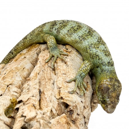 Corucia zebrata zebrata COUPLE N°2 - Scinque à queue préhensile des îles Salomon