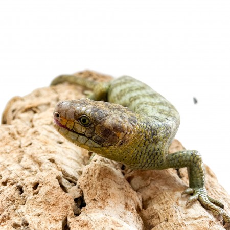 Corucia zebrata zebrata COUPLE N°2 - Scinque à queue préhensile des îles Salomon