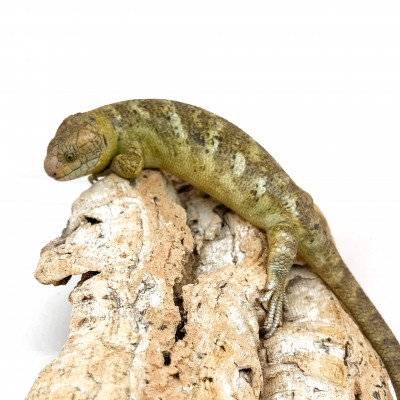 Corucia zebrata zebrata COUPLE N°3 - Scinque à queue préhensile des îles Salomon
