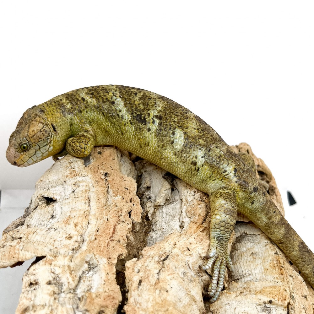 Corucia zebrata zebrata COUPLE N°3 - Scinque à queue préhensile des îles Salomon