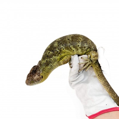 Corucia zebrata zebrata MALE N°1 - Scinque à queue préhensile des îles Salomon