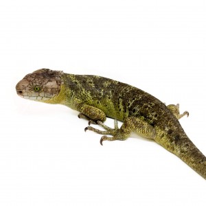 Corucia zebrata zebrata...