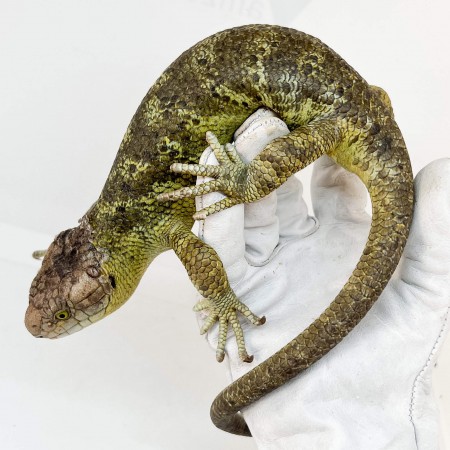 Corucia zebrata zebrata MALE N°1 - Scinque à queue préhensile des îles Salomon