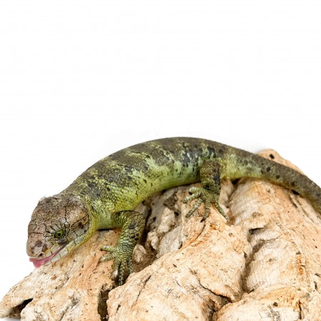 Corucia zebrata zebrata MALE N°2 - Scinque à queue préhensile des îles Salomon