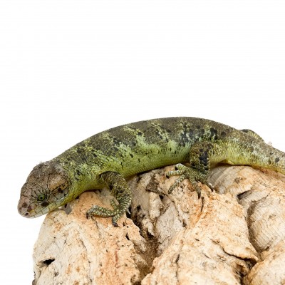 Corucia zebrata zebrata MALE N°2 - Scinque à queue préhensile des îles Salomon