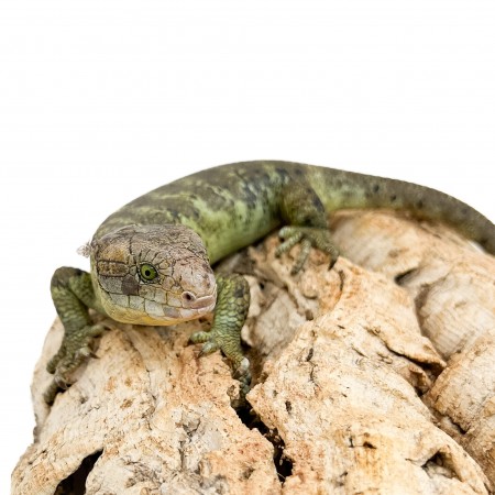 Corucia zebrata zebrata MALE N°2 - Scinque à queue préhensile des îles Salomon