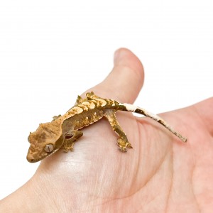 Correlophus ciliatus...