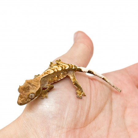 Correlophus ciliatus "Harlequin" Jeune - Gecko à crête