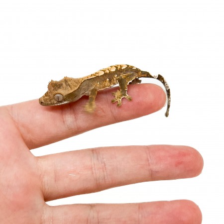 Correlophus ciliatus "Harlequin" Jeune - Gecko à crête