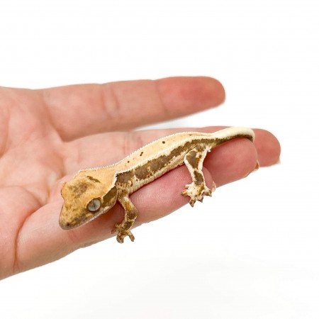Correlophus ciliatus "Lilly White" (Juvéniles GRADE C) - Gecko à crête
