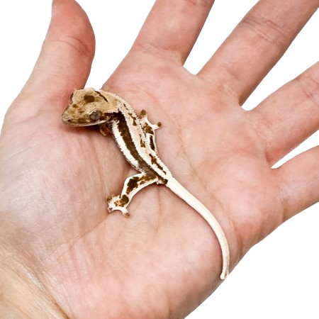 Correlophus ciliatus "Lilly White" (Juvéniles GRADE B) - Gecko à crête