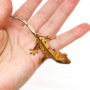 Correlophus ciliatus...