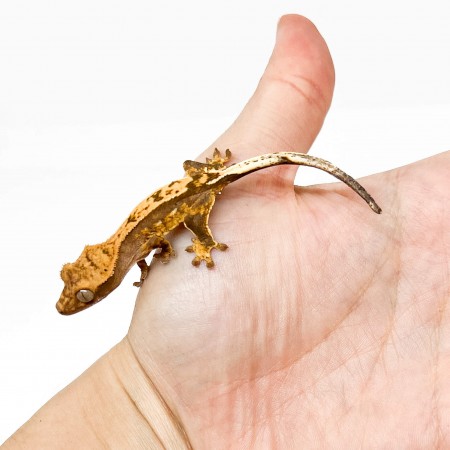 Correlophus ciliatus "Brindle" JEUNE - Gecko à crête