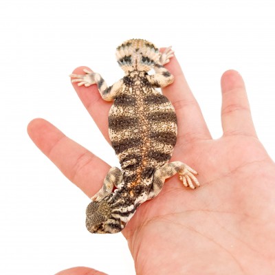 Uromastyx thomasi JUVENILE - Lézard fouette-queue d'Oman