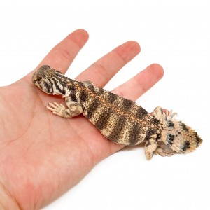 Uromastyx thomasi JUVENILE...