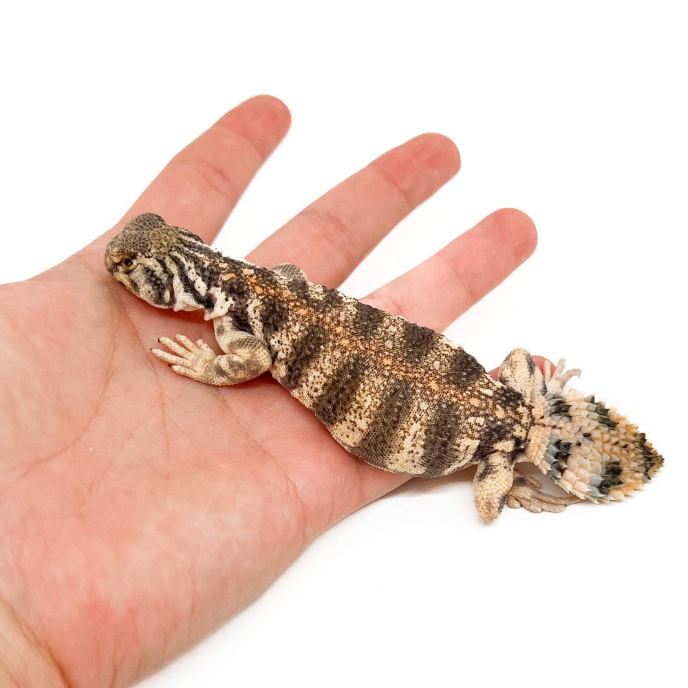 Uromastyx thomasi JUVENILE - Lézard fouette-queue d'Oman