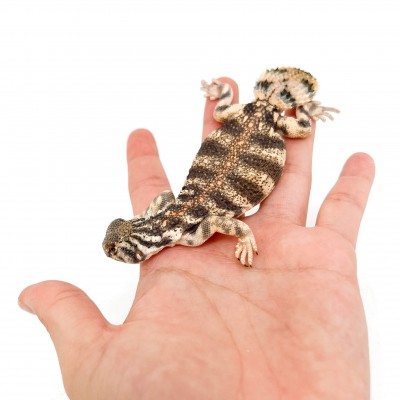 Uromastyx thomasi JUVENILE - Lézard fouette-queue d'Oman