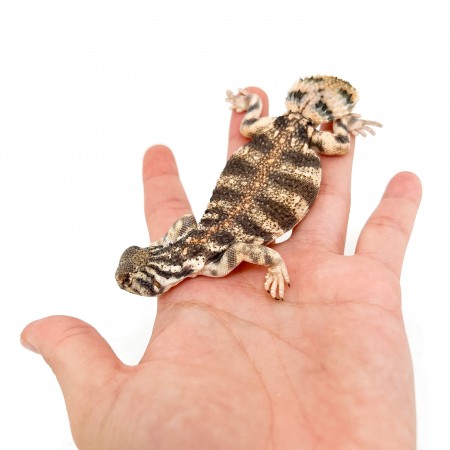 Uromastyx thomasi JUVENILE - Lézard fouette-queue d'Oman