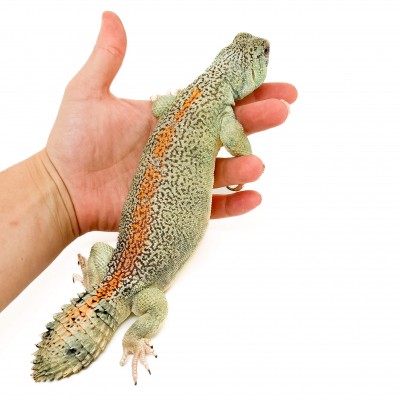 Uromastyx thomasi ADULTE - Lézard fouette-queue d'Oman