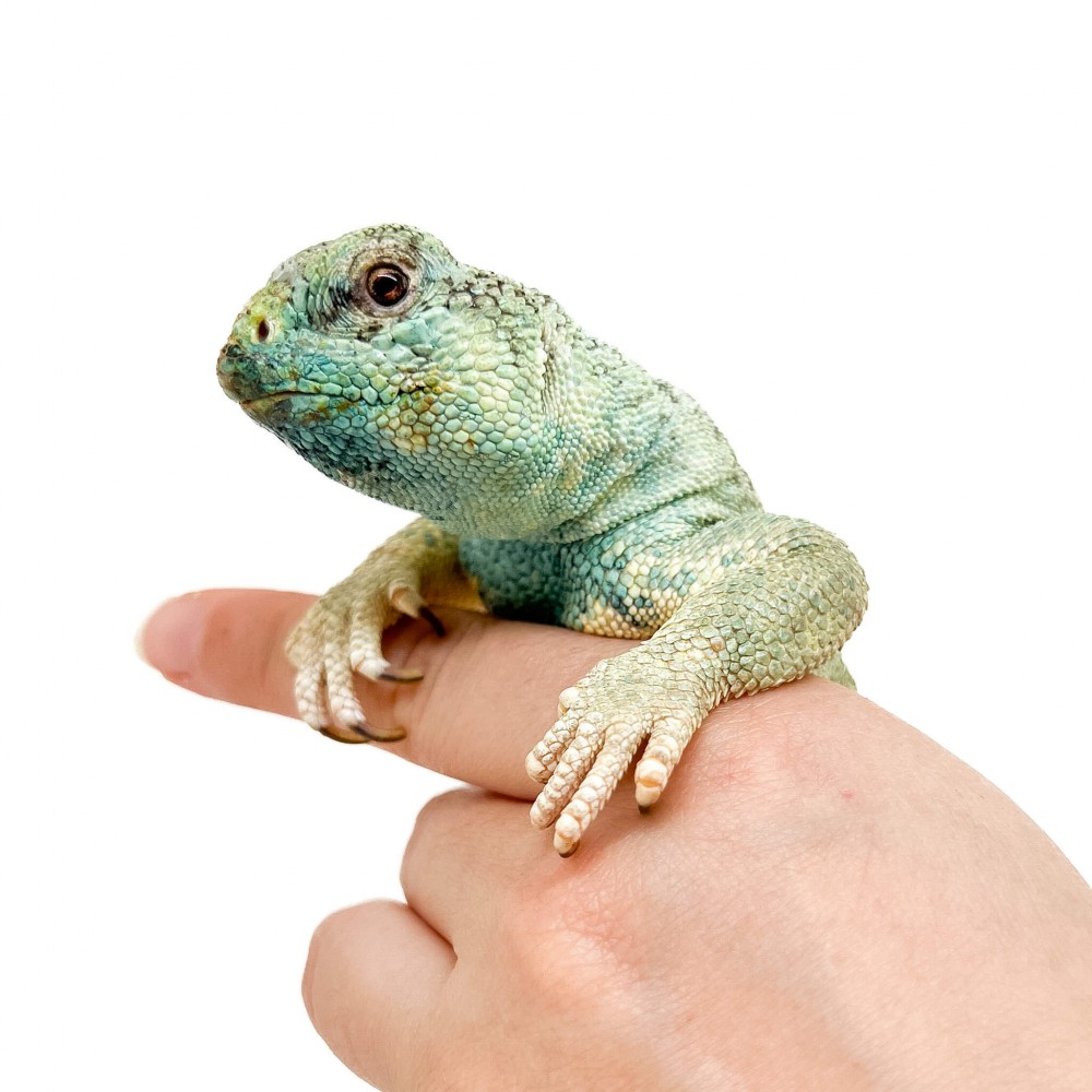 Uromastyx thomasi ADULTE - Lézard fouette-queue d'Oman