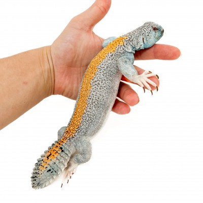 Uromastyx thomasi ADULTE - Lézard fouette-queue d'Oman