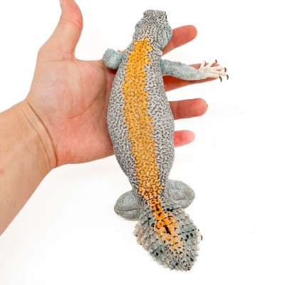 Uromastyx thomasi ADULTE - Lézard fouette-queue d'Oman