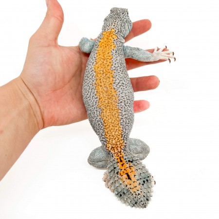 Uromastyx thomasi ADULTE - Lézard fouette-queue d'Oman