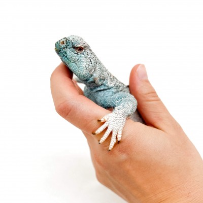 Uromastyx thomasi ADULTE - Lézard fouette-queue d'Oman