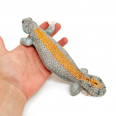 Uromastyx thomasi ADULTE - Lézard fouette-queue d'Oman