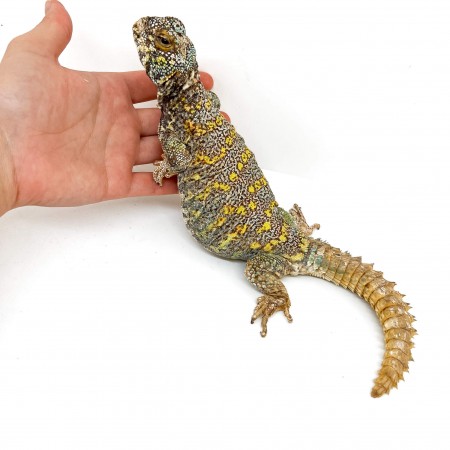 Uromastyx ornata ornata COUPLE - Fouette-queue