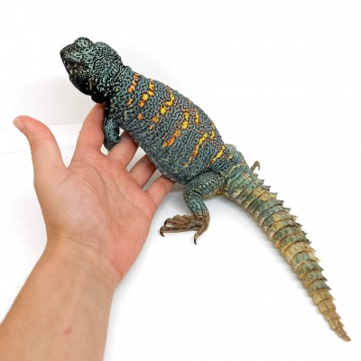 Uromastyx ornata ornata COUPLE - Fouette-queue