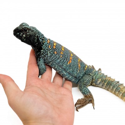 Uromastyx ornata ornata COUPLE - Fouette-queue