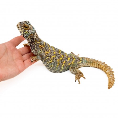 Uromastyx ornata ornata COUPLE - Fouette-queue