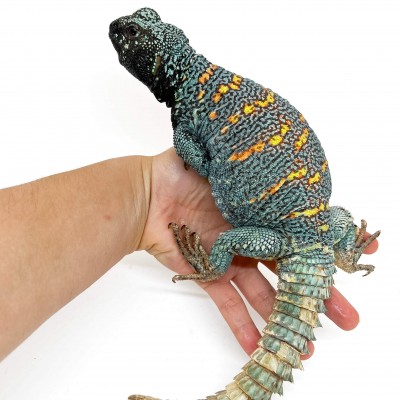 Uromastyx ornata ornata COUPLE - Fouette-queue