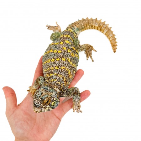 Uromastyx ornata ornata COUPLE - Fouette-queue