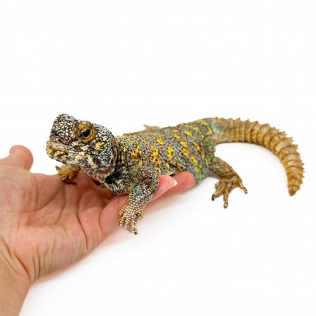 Uromastyx ornata ornata COUPLE - Fouette-queue