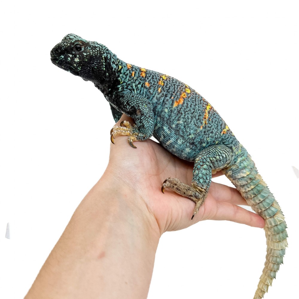 Uromastyx ornata ornata COUPLE - Fouette-queue